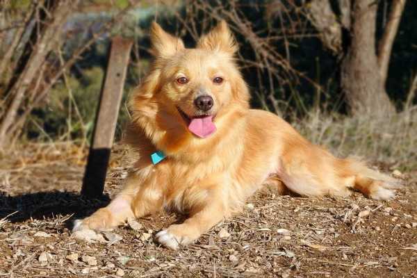 greek harehound is a mixed breed