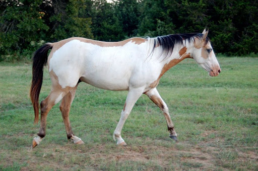 Lokai, Tajikistan Horse Breed