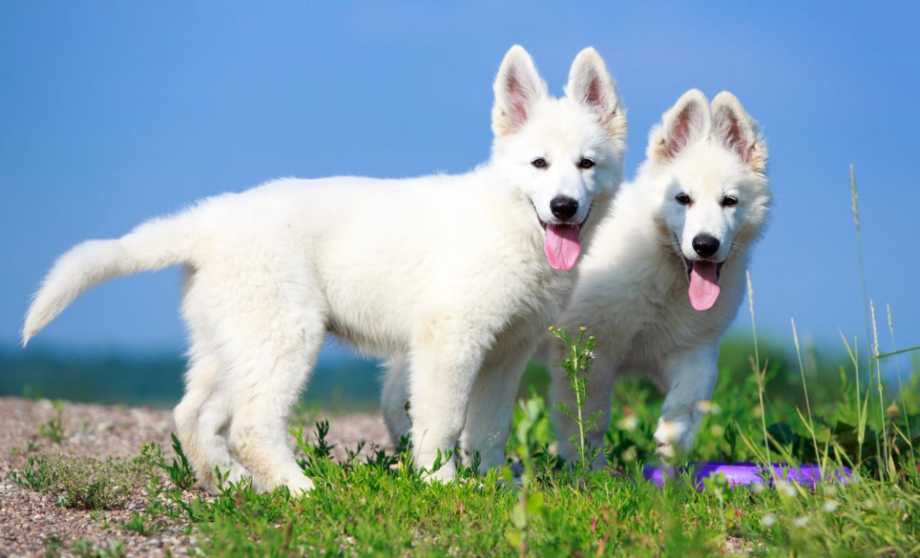 Dog breeds originating in Switzerland - Native Breed.org