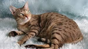 Australian Mist Cat Breed