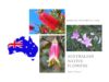Australian native flowers