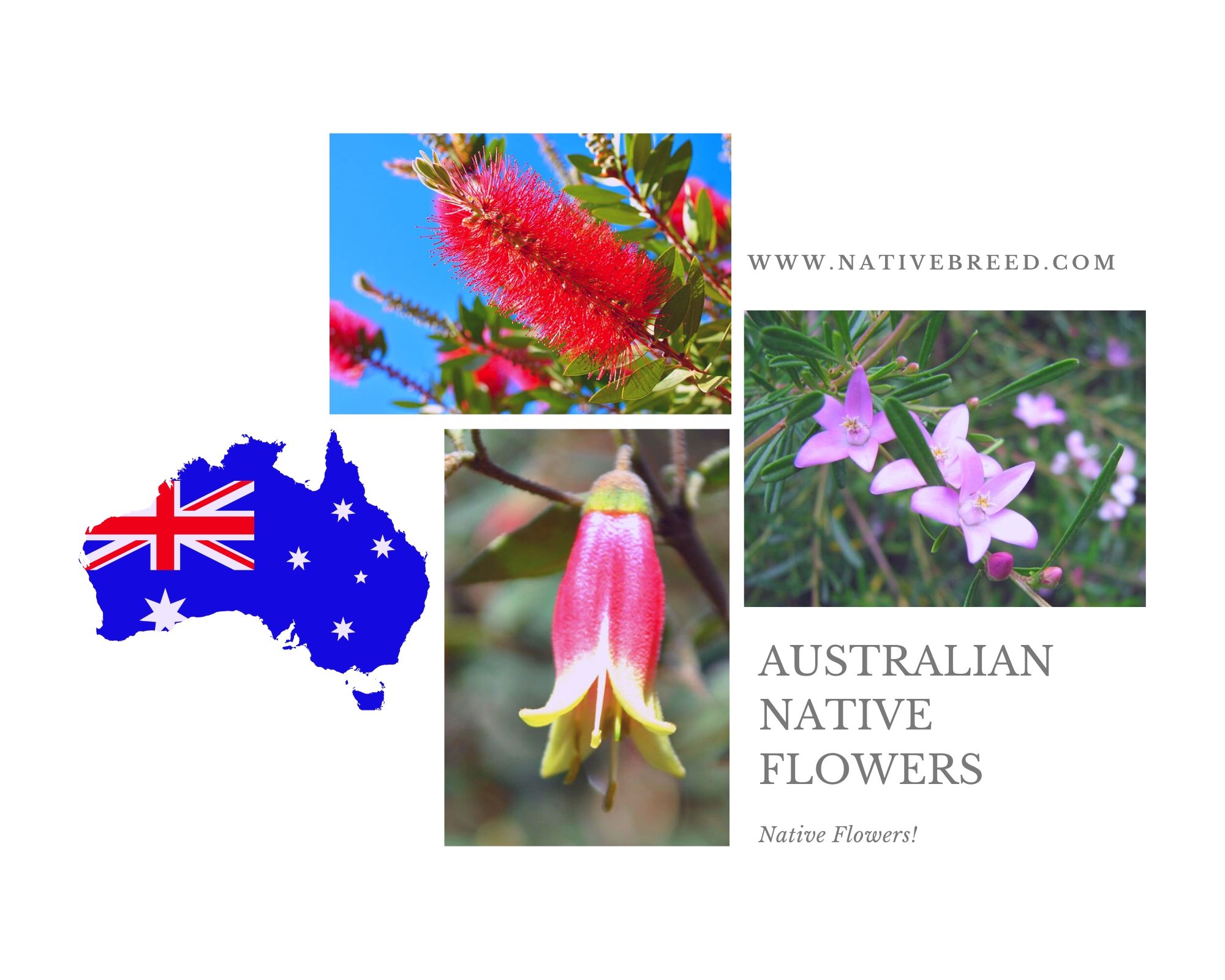 Australian native flowers