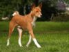Basenji : Native Dog Of Congo