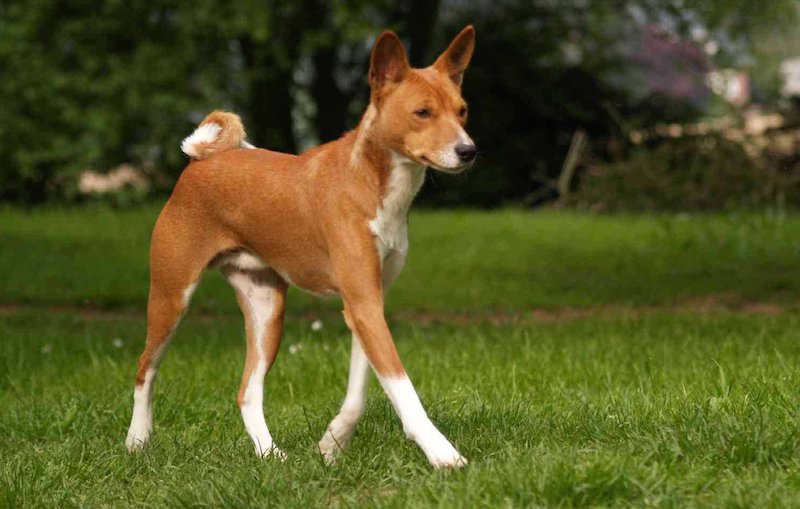 Basenji : Native Dog Of Congo | Native Breed.org