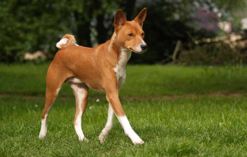 Basenji : Native Dog Of Congo