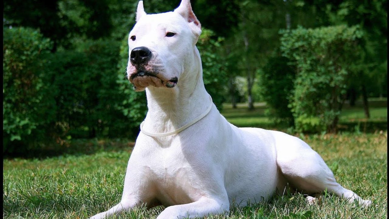 Dog Breeds Originating In Brazil Native Breed Org