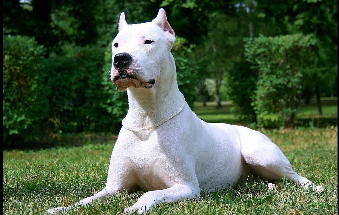 Dog breeds originating in Brazil
