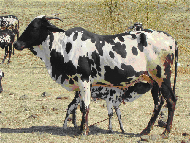 Dangi cattle