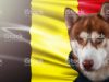 Dog breeds originating in Belgium