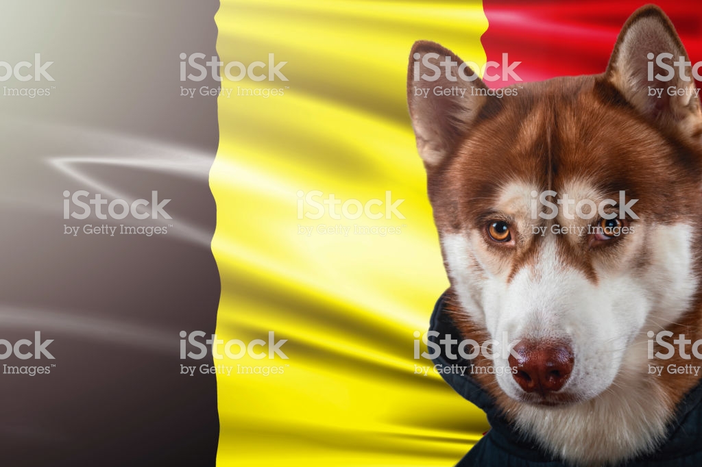 Dog breeds originating in Belgium