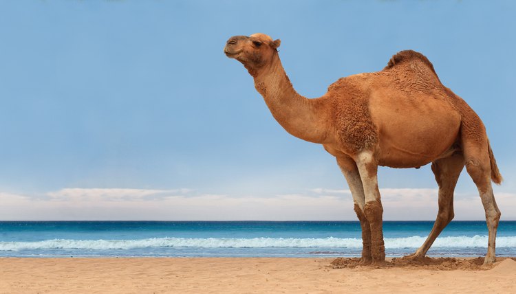 Camels are working animals especially suited to their desert habitat and ar...