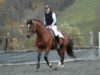 Horse breeds originating in Switzerland.