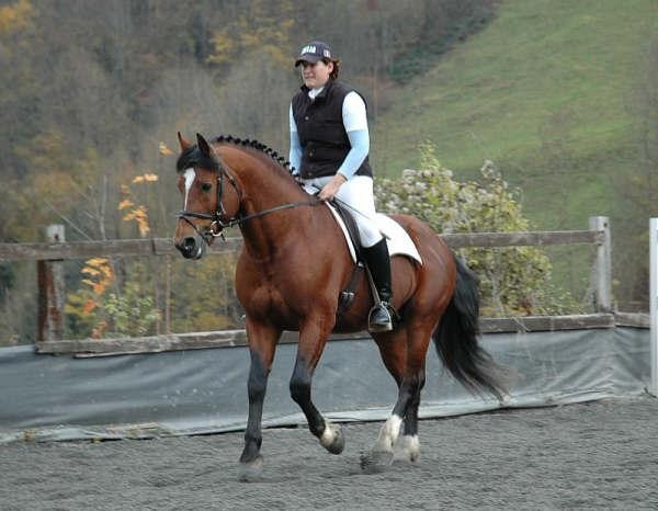 Horse breeds originating in Switzerland.