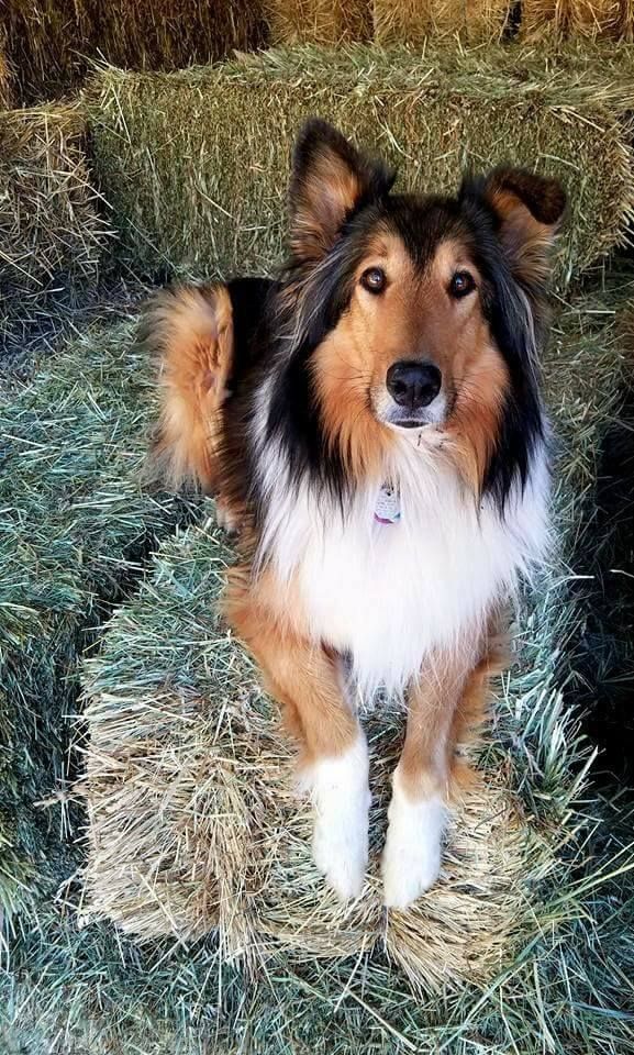 brazilian sheepdog