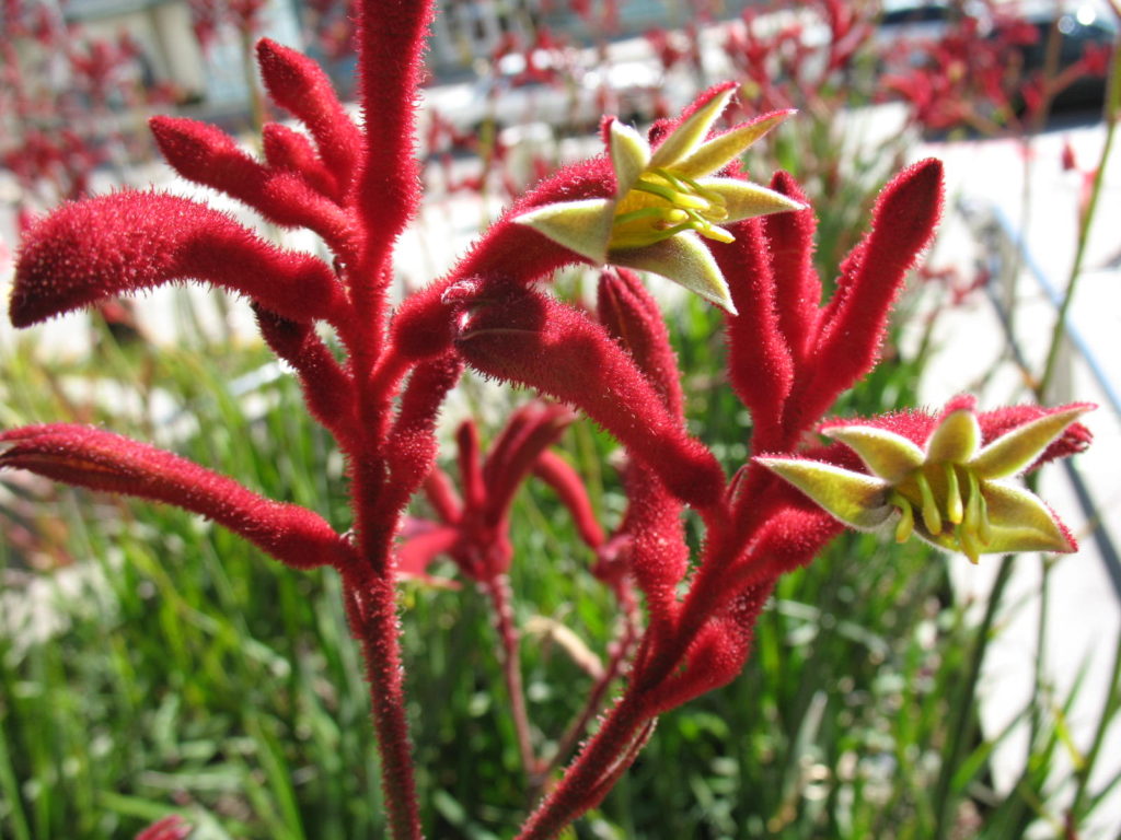 Australian flowers - Native Breed.org