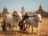 Myanmar Native cattle breed