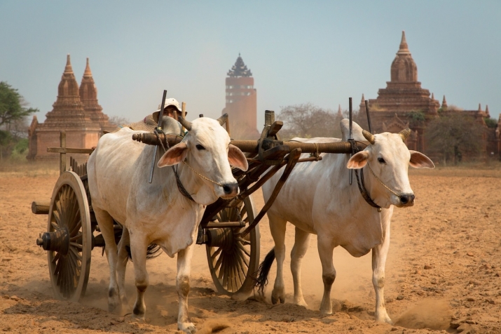 Myanmar Native cattle breed