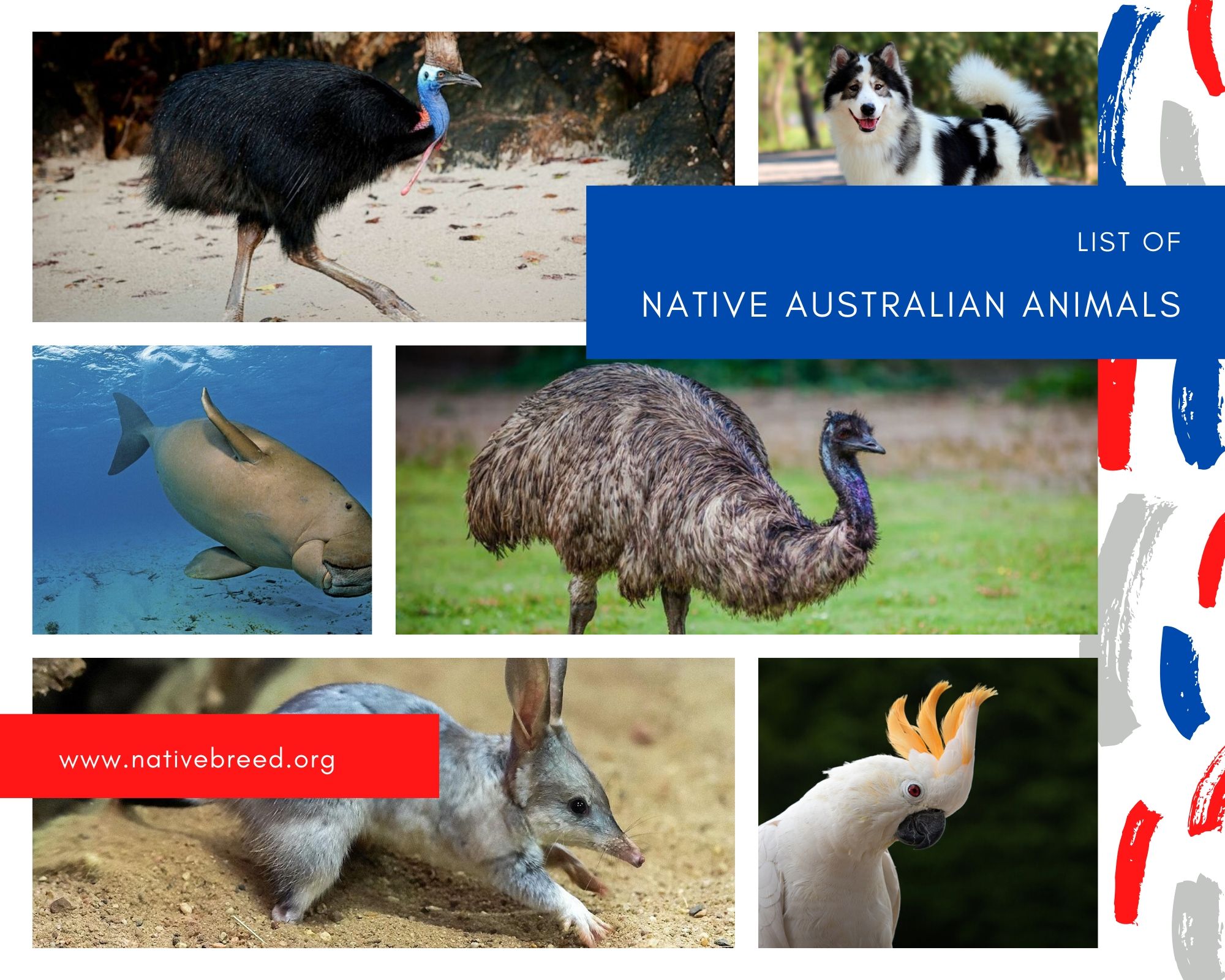 Bunke af kom over dynamisk Native Australian Animals - Native Breed.org