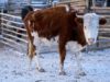 Native Mongolian Cattle