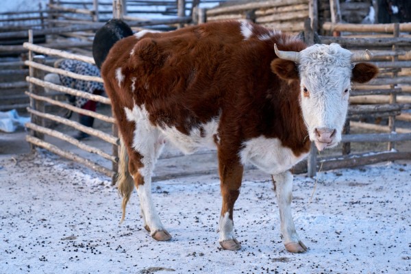 Native Mongolian Cattle