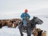 Mongolia’s Indigenous sheep breeds