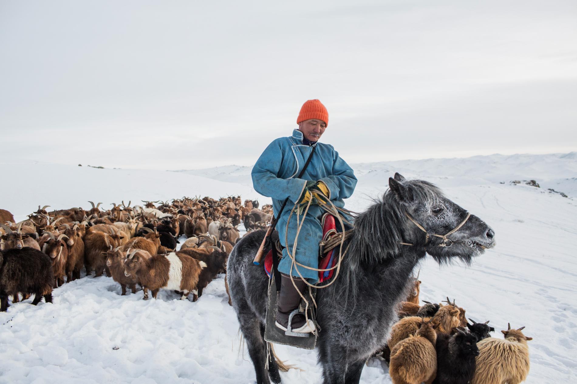 Mongolia’s Indigenous sheep breeds