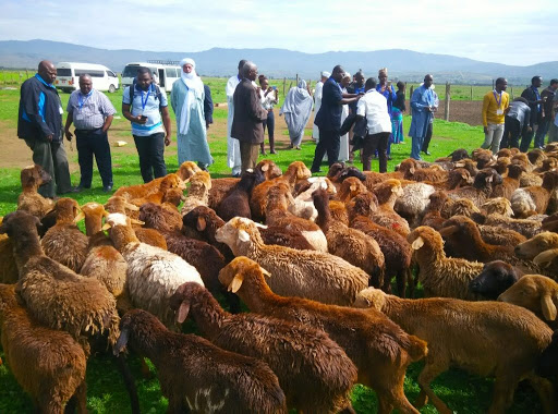 Red Maasai sheep: Indigenous breed