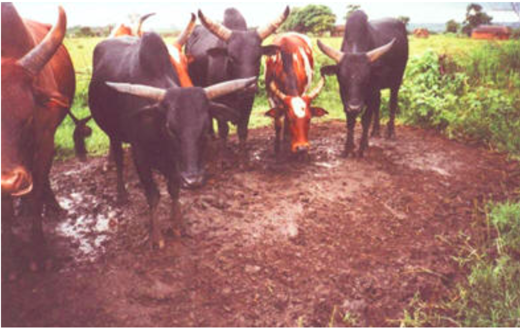 Ufipa cattle