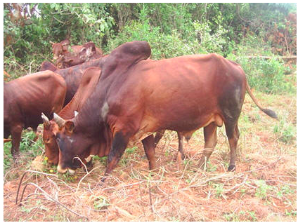 Iringa Red cattle