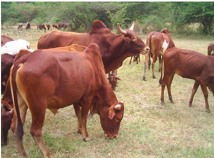 Iringa Red cattle1