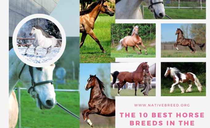 The 10 Best Horse Breeds in the World!