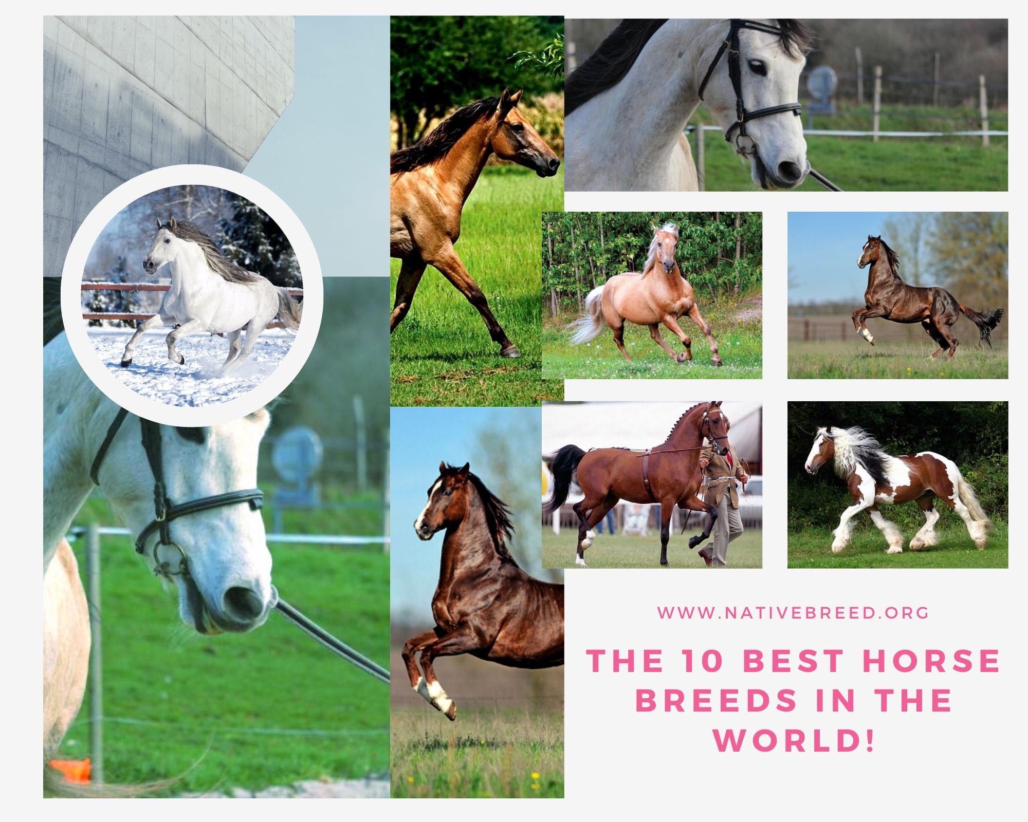 The 10 Best Horse Breeds in the World!