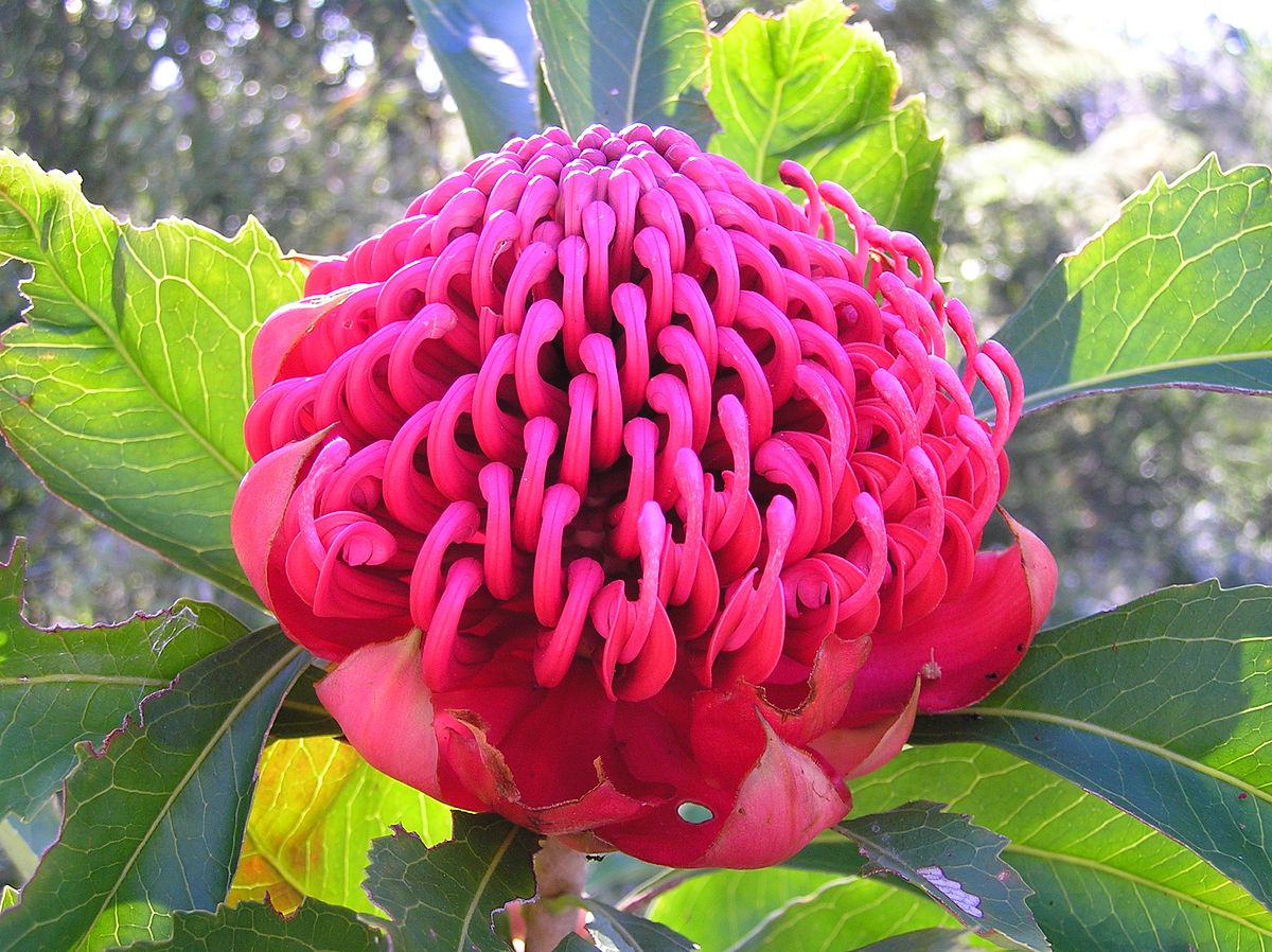 Australian native flowers Native