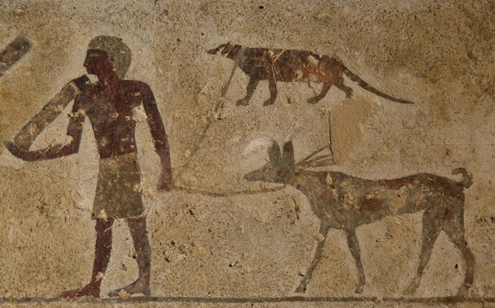 Native Egyptian Dog Breeds - Native Breed.org