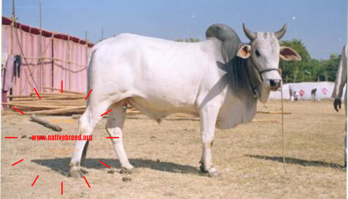 Malvi Cattle