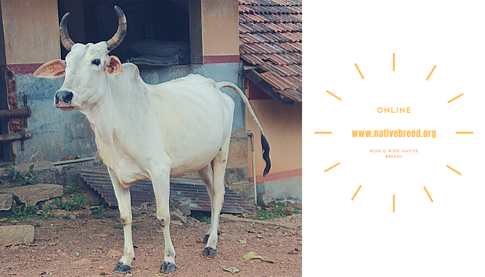 Nagori Cattle Breed