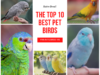 The Top 10 Best Pet Birds