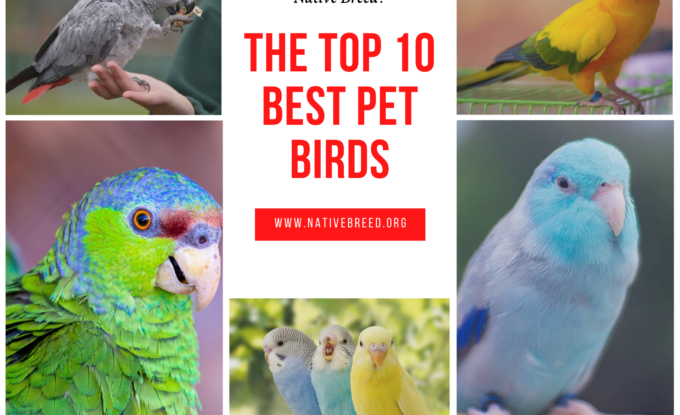 The Top 10 Best Pet Birds