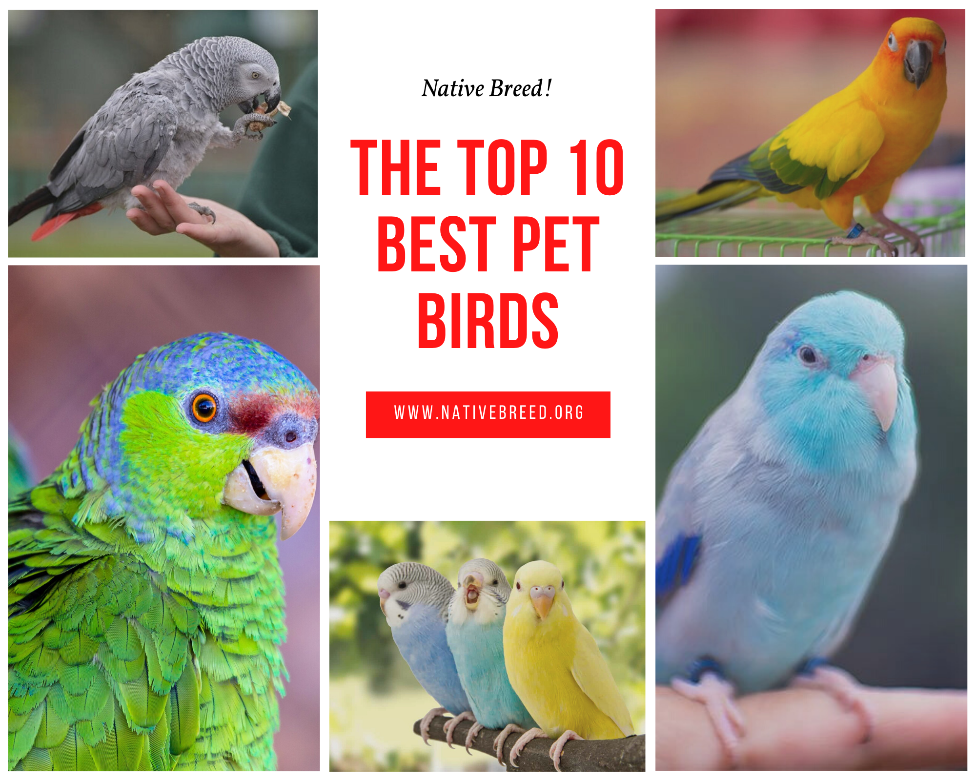 The Top 10 Best Pet Birds