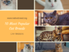10 Most Popular Cat Breeds