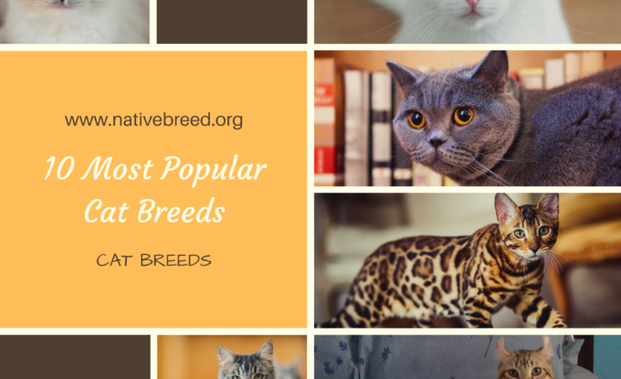 10 Most Popular Cat Breeds