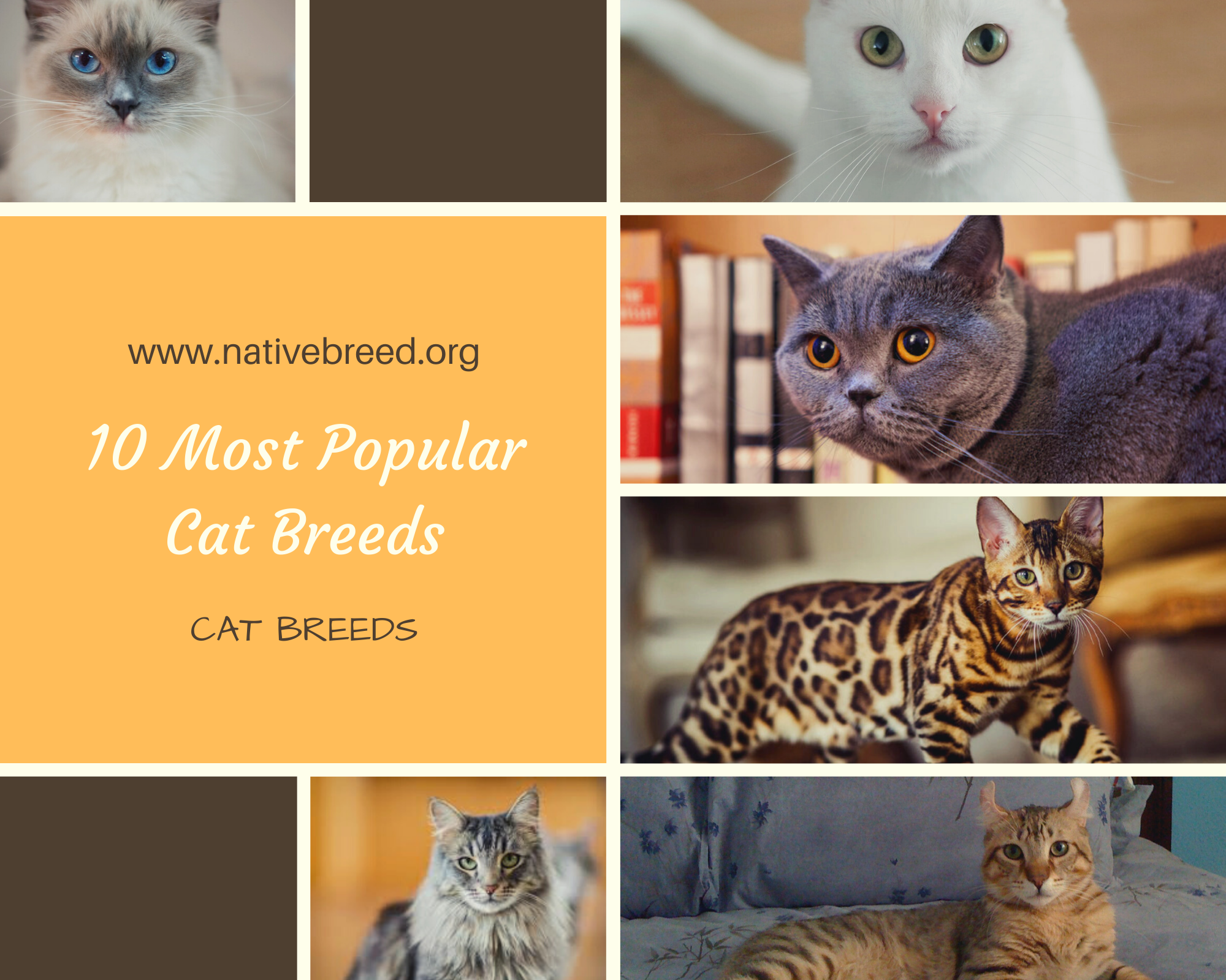 Common Cat Breeds In Nigeria [] Cats Types
