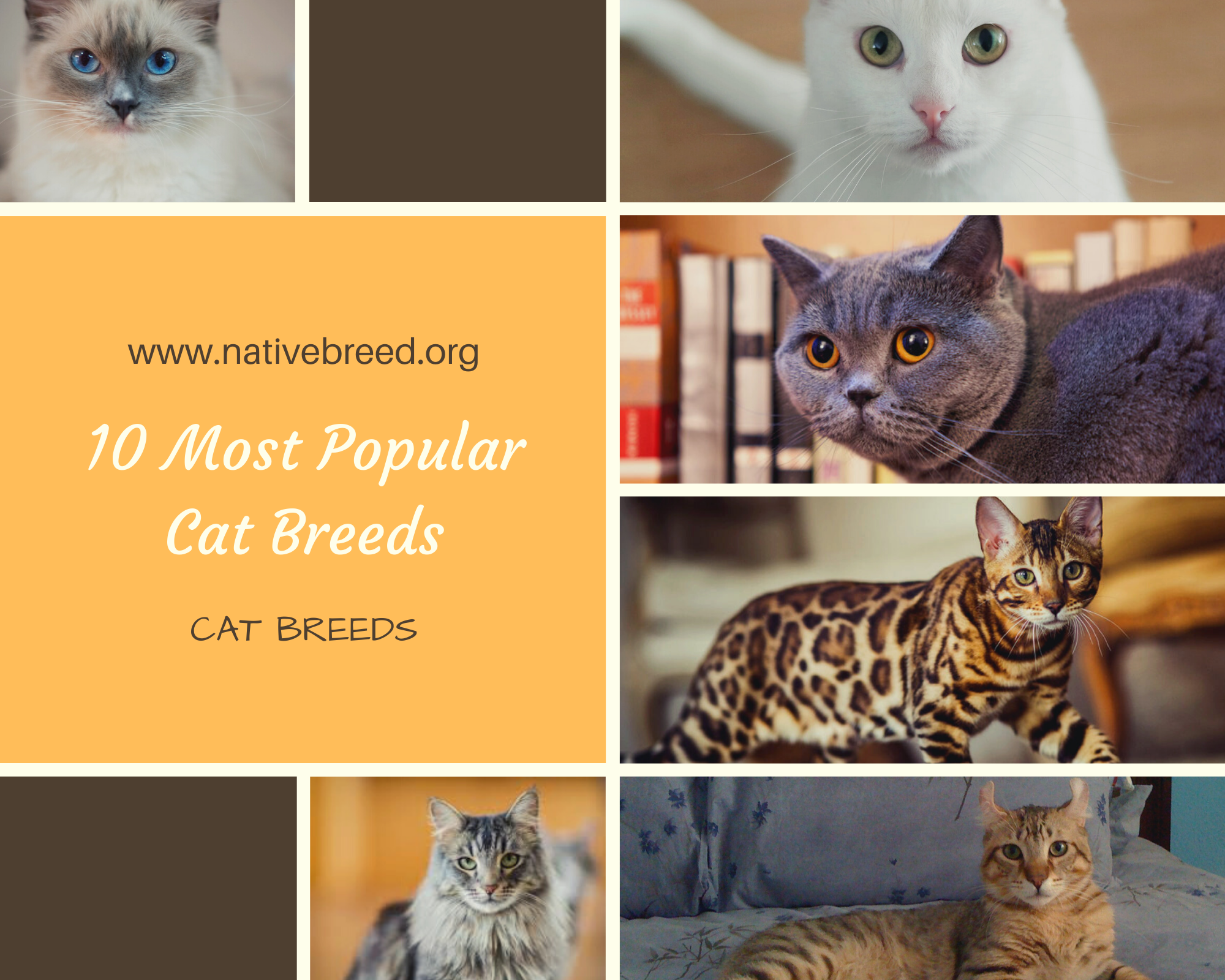 10 Most Popular Cat Breeds