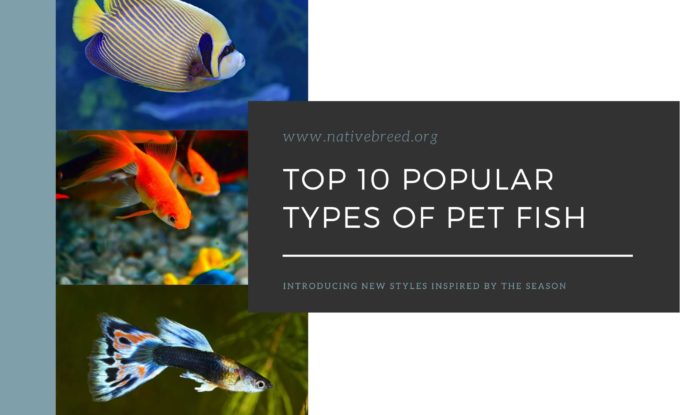 10 Popular Types of Pet Fish
