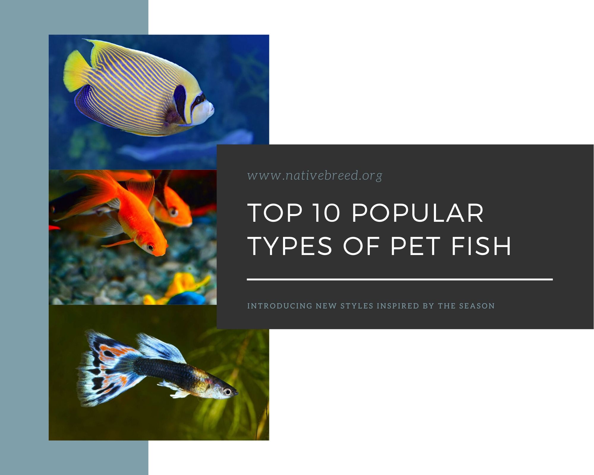 10 Popular Types of Pet Fish