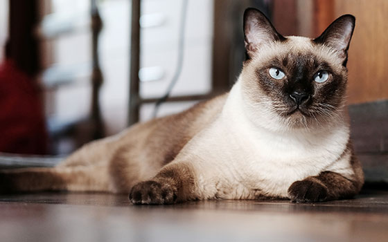 10 Most Popular Cat Breeds | Native Breed.org