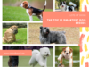The top 10 smartest dog breeds