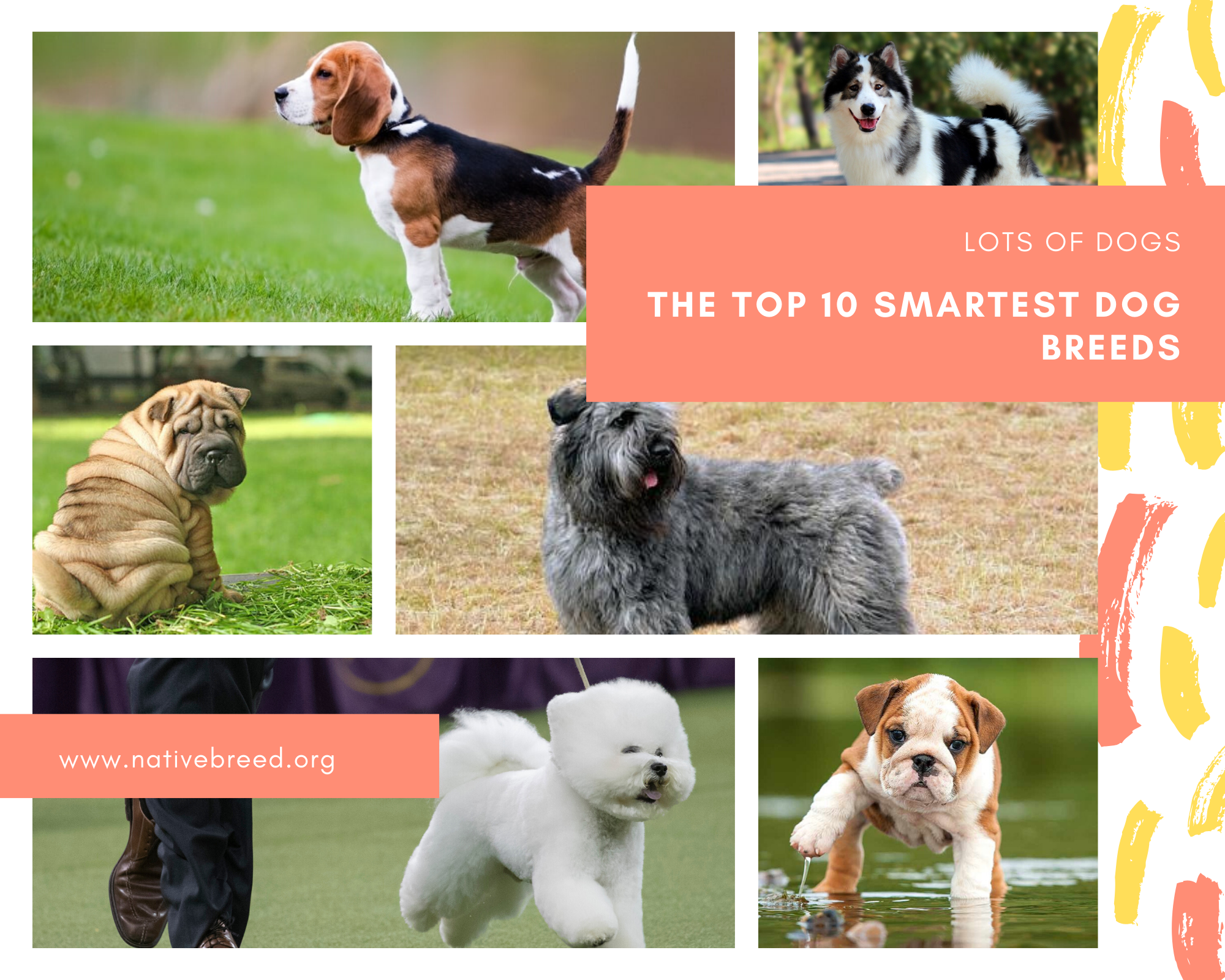 The 10 smartest dog breeds - Native Breed.org