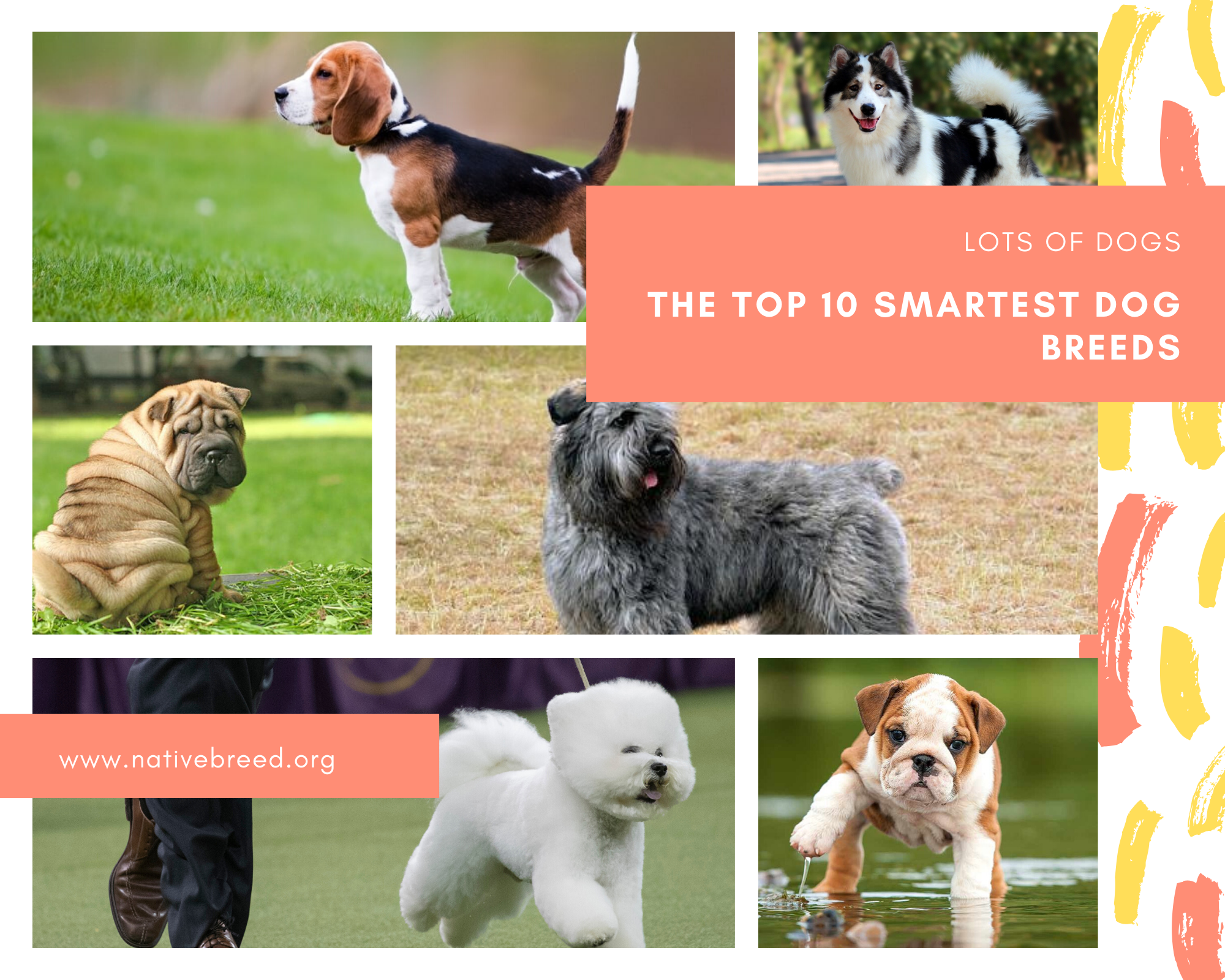 The top 10 smartest dog breeds