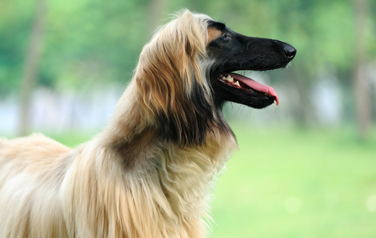 Afghan Hound